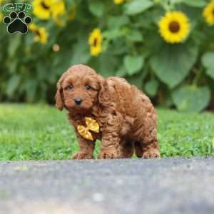 Romeo, Miniature Poodle Puppy